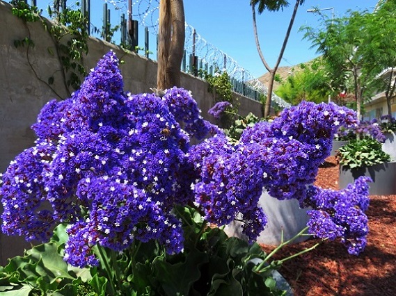 Foto: Andreas Koller / Wandertour / Bummeln in Copiapo (391m) / 21.01.2020 00:12:20