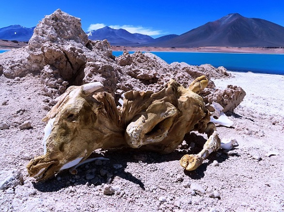 Foto: Andreas Koller / Wandertour / Große Salzwanderung um die Laguna Verde (4408m) / Gut konserviert! / 28.01.2020 01:30:16