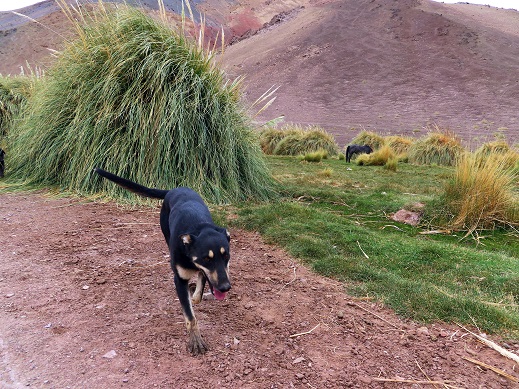 Foto: Andreas Koller / Wandertour / Cerro Laguna Santa Rosa (4132m) / 30.01.2020 02:45:50