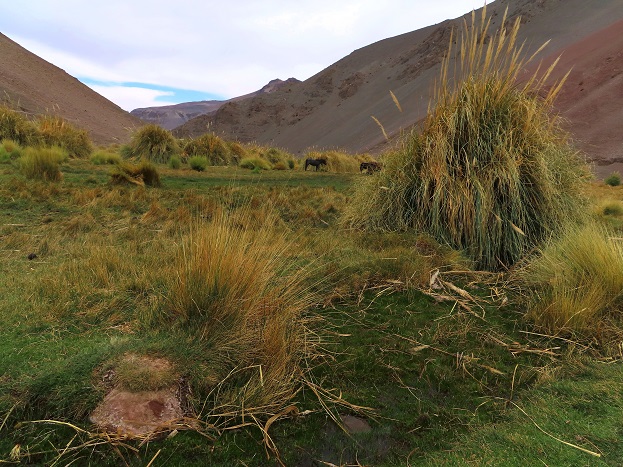 Foto: Andreas Koller / Wandertour / Cerro Laguna Santa Rosa (4132m) / 30.01.2020 02:45:42