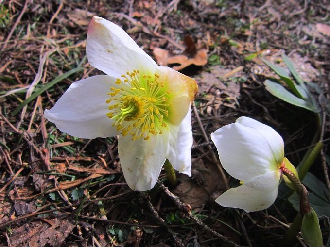 Foto: Andreas Koller / Wandertour / Genusswanderung zum Tirolerkogel (1379m) / 26.04.2020 01:22:02