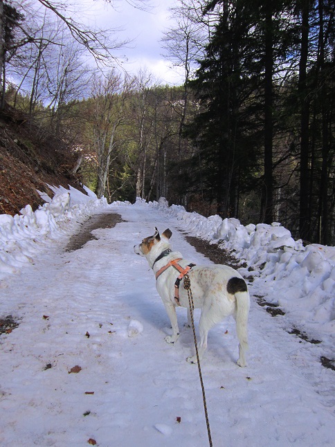 Foto: Andreas Koller / Wandertour / Genusswanderung zum Tirolerkogel (1379m) / 26.04.2020 01:21:40