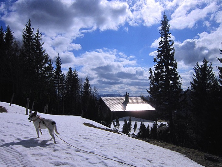 Foto: Andreas Koller / Wandertour / Genusswanderung zum Tirolerkogel (1379m) / 26.04.2020 01:21:16