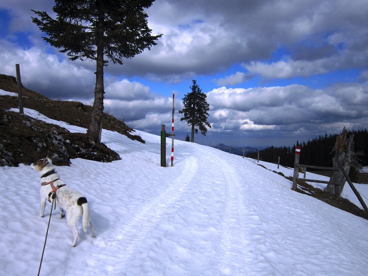 Foto: Andreas Koller / Wandertour / Genusswanderung zum Tirolerkogel (1379m) / 26.04.2020 01:20:33