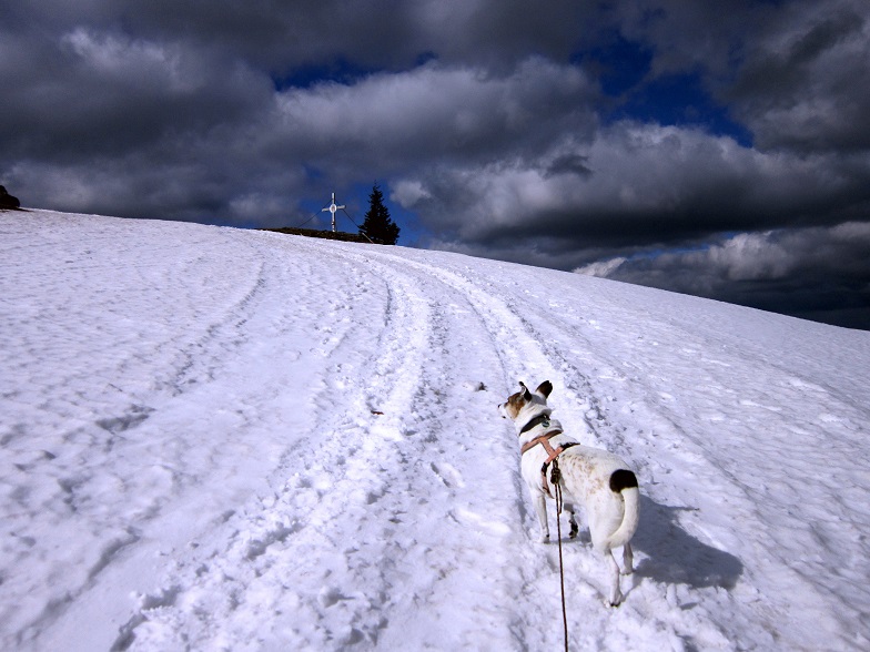 Foto: Andreas Koller / Wandertour / Genusswanderung zum Tirolerkogel (1379m) / 26.04.2020 01:19:58