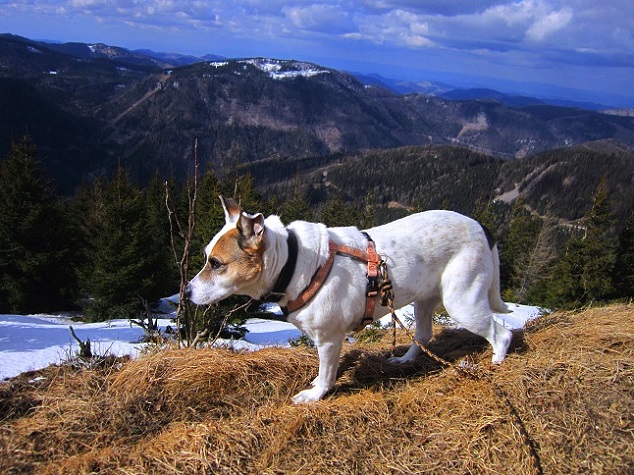 Foto: Andreas Koller / Wandertour / Genusswanderung zum Tirolerkogel (1379m) / 26.04.2020 01:18:14