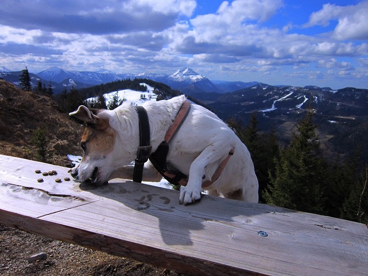 Foto: Andreas Koller / Wandertour / Genusswanderung zum Tirolerkogel (1379m) / 26.04.2020 01:17:39