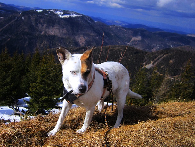Foto: Andreas Koller / Wandertour / Genusswanderung zum Tirolerkogel (1379m) / 26.04.2020 01:17:16
