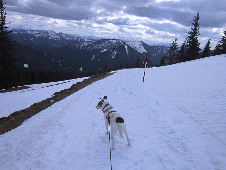 Foto: Andreas Koller / Wandertour / Genusswanderung zum Tirolerkogel (1379m) / Abstieg vom Tirolerkogel / 26.04.2020 01:15:55