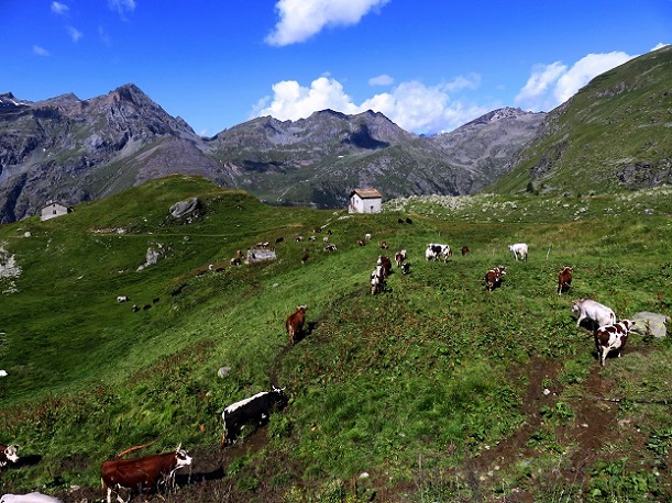 Foto: Andreas Koller / Wandertour / Panorama-Dreitausender Alta Luce (3186m) / 08.05.2020 01:20:13