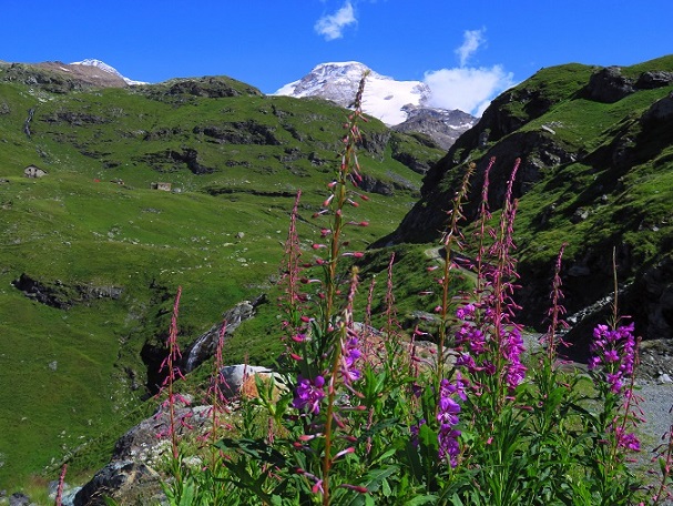 Foto: Andreas Koller / Wandertour / Panorama-Dreitausender Alta Luce (3186m) / 08.05.2020 01:19:55