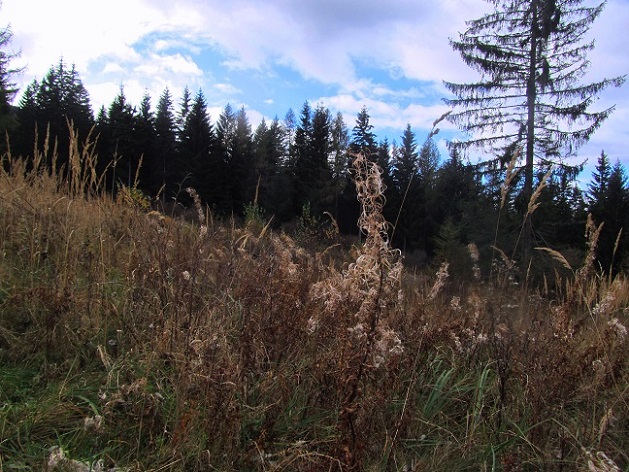 Foto: Andreas Koller / Wandertour / Großofen - Felsbastion im Wald (1473m) / 13.05.2020 01:17:01