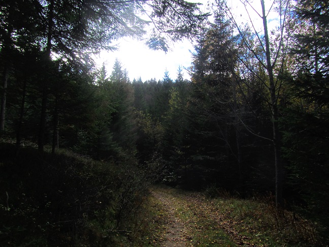 Foto: Andreas Koller / Wandertour / Großofen - Felsbastion im Wald (1473m) / 13.05.2020 01:16:49