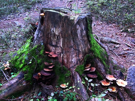 Foto: Andreas Koller / Wandertour / Großofen - Felsbastion im Wald (1473m) / 13.05.2020 01:16:27