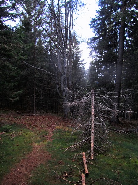 Foto: Andreas Koller / Wandertour / Großofen - Felsbastion im Wald (1473m) / 13.05.2020 01:11:06