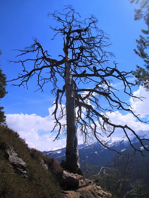 Foto: Andreas Koller / Klettersteigtour / Via ferrata Attilio Sieff auf die Punta Polse (1450m) / 15.06.2020 23:56:33