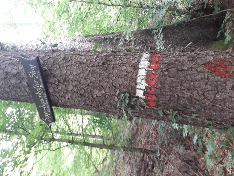 Foto: Wolfgang Lauschensky / Wandertour / Wöhrer Köpfl 782m Überschreitung / Abzweig Sepp Innerkofler Steig / 29.08.2020 20:24:07
