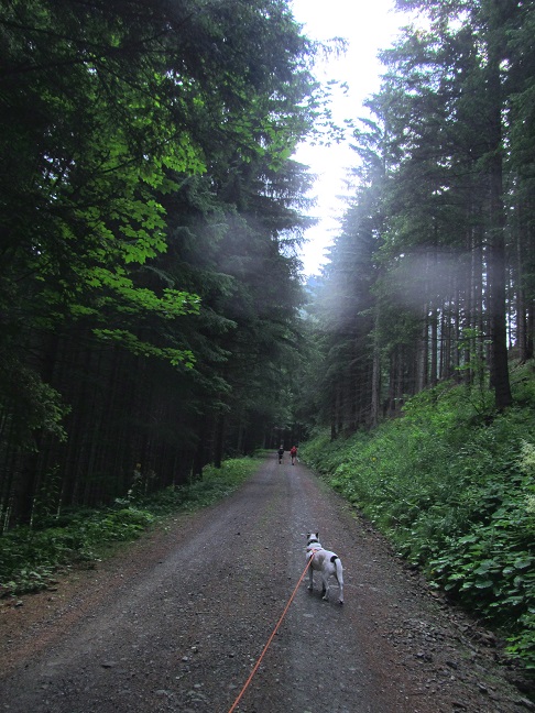 Foto: Andreas Koller / Wandertour / Rundtour auf der Hochalpe (1647m) / 08.09.2020 01:11:32