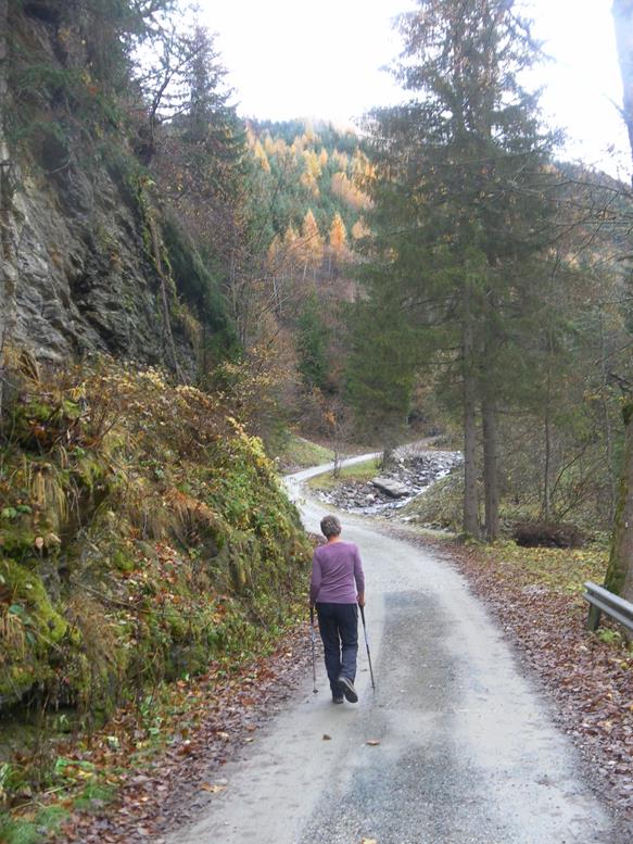 Foto: Wolfgang Lauschensky / Wandertour / Strannerhöhe 2116m und Würflinghöhe 2198m aus dem Bärentalgraben / Forstwege im Bärentalgraben / 08.11.2020 19:05:33