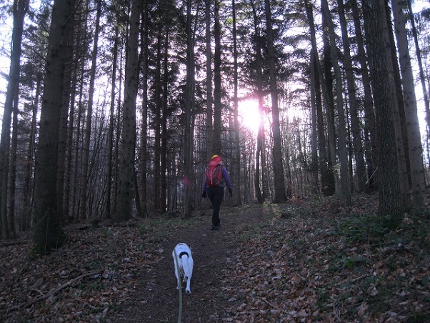 Foto: Andreas Koller / Wandertour / WIR - Runde über den Jochgrabenberg (645m) / 10.01.2021 23:47:02