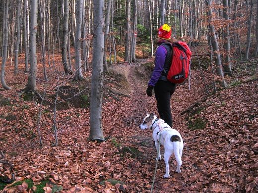 Foto: Andreas Koller / Wandertour / WIR - Runde über den Jochgrabenberg (645m) / 10.01.2021 23:45:38