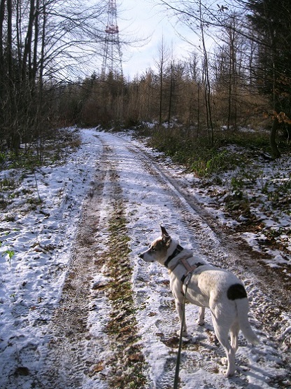 Foto: Andreas Koller / Wandertour / WIR - Runde über den Jochgrabenberg (645m) / Gipfel in Sicht (Senderanlage) / 10.01.2021 23:45:00