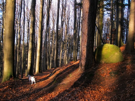 Foto: Andreas Koller / Wandertour / WIR - Runde über den Jochgrabenberg (645m) / 10.01.2021 23:39:09