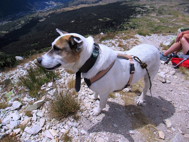 Foto: Andreas Koller / Wandertour / Crete de Peyrolle - Grat mit Aussicht (2645m) / 13.01.2021 01:37:32