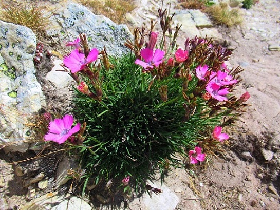 Foto: Andreas Koller / Wandertour / Crete de Peyrolle - Grat mit Aussicht (2645m) / 13.01.2021 01:35:57