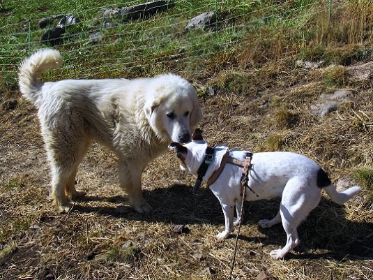 Foto: Andreas Koller / Wandertour / Crete de Peyrolle - Grat mit Aussicht (2645m) / Großer Herdenschutzhund und sonst gar nicht mal so
kleiner eigener Hund einander friedlich
beschnuppernd / 13.01.2021 01:31:36