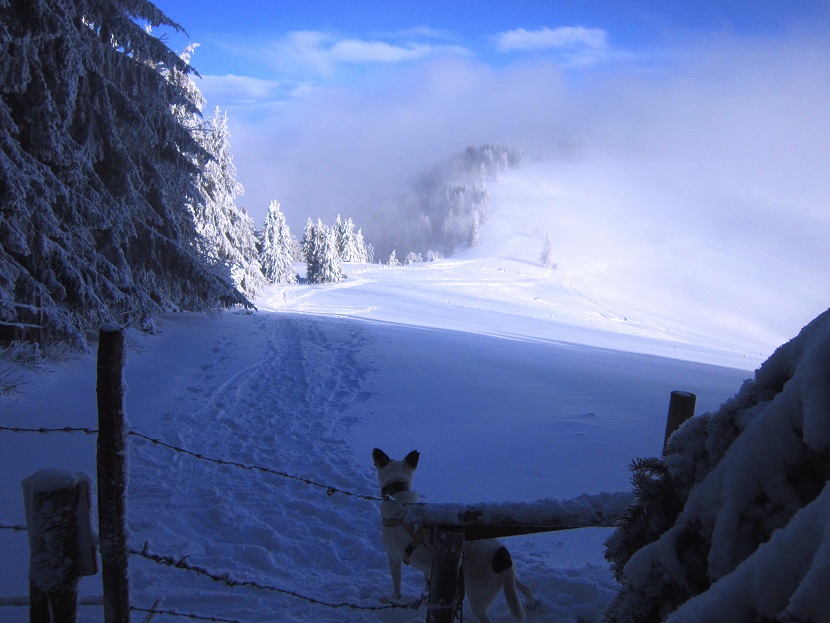 Foto: Andreas Koller / Schneeschuhtour / Almenland Schneeschuhtour auf der Teichalm (1473m) / 23.01.2021 22:35:19