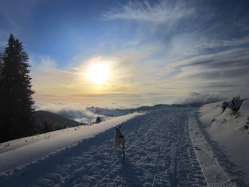 Foto: Andreas Koller / Schneeschuhtour / Almenland Schneeschuhtour auf der Teichalm (1473m) / 23.01.2021 22:28:11
