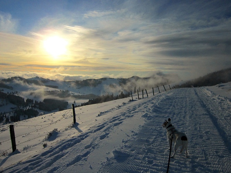 Foto: Andreas Koller / Schneeschuhtour / Almenland Schneeschuhtour auf der Teichalm (1473m) / 23.01.2021 22:26:55