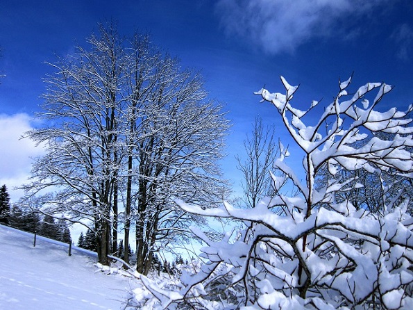 Foto: Andreas Koller / Skitour / Aus dem Feistritztal auf den Harterkogel (1523m) / Tour auf den Harterkogel / 05.02.2021 19:39:26