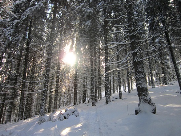 Foto: Andreas Koller / Skitour / Aus dem Feistritztal auf den Harterkogel (1523m) / 05.02.2021 19:38:13