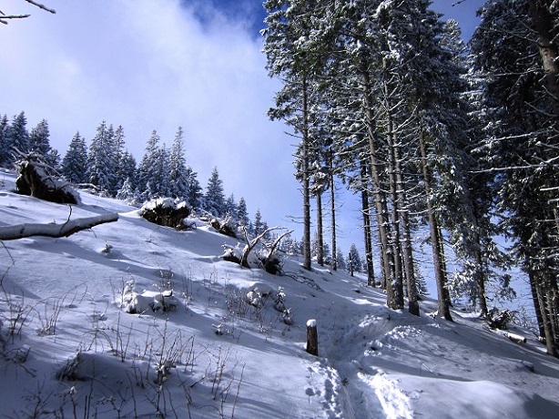 Foto: Andreas Koller / Skitour / Aus dem Feistritztal auf den Harterkogel (1523m) / 05.02.2021 19:38:07