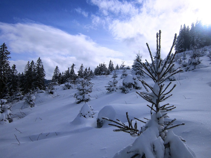 Foto: Andreas Koller / Skitour / Aus dem Feistritztal auf den Harterkogel (1523m) / 05.02.2021 19:37:30
