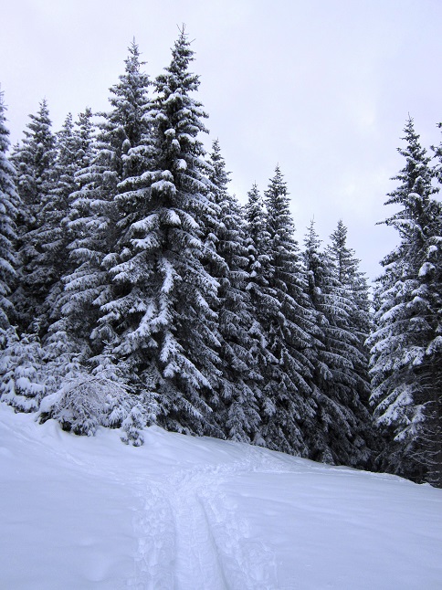 Foto: Andreas Koller / Skitour / Aus dem Feistritztal auf den Harterkogel (1523m) / 05.02.2021 19:36:26