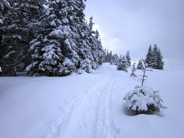 Foto: Andreas Koller / Skitour / Aus dem Feistritztal auf den Harterkogel (1523m) / 05.02.2021 19:35:18