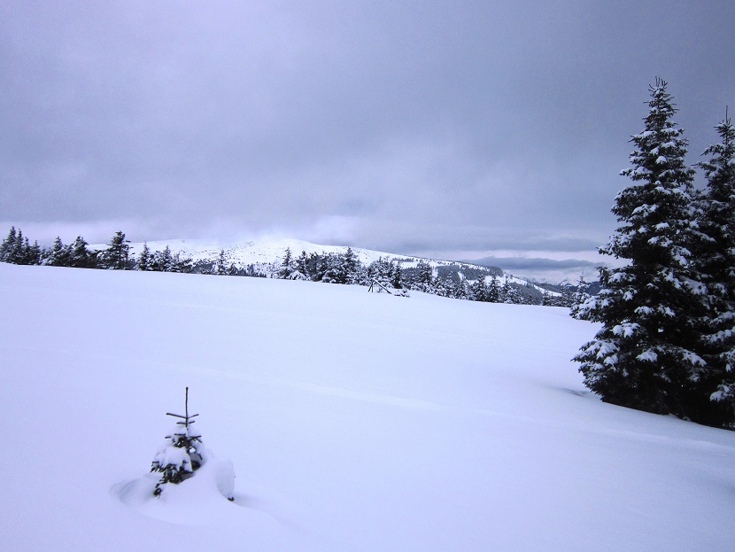 Foto: Andreas Koller / Skitour / Aus dem Feistritztal auf den Harterkogel (1523m) / 05.02.2021 19:35:12