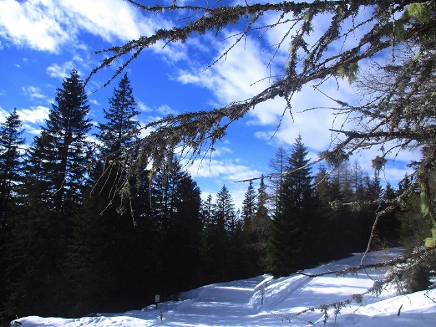 Foto: Andreas Koller / Schneeschuhtour / Hebalm - Klassiker Bärofen (1720m) / 19.02.2021 03:17:26