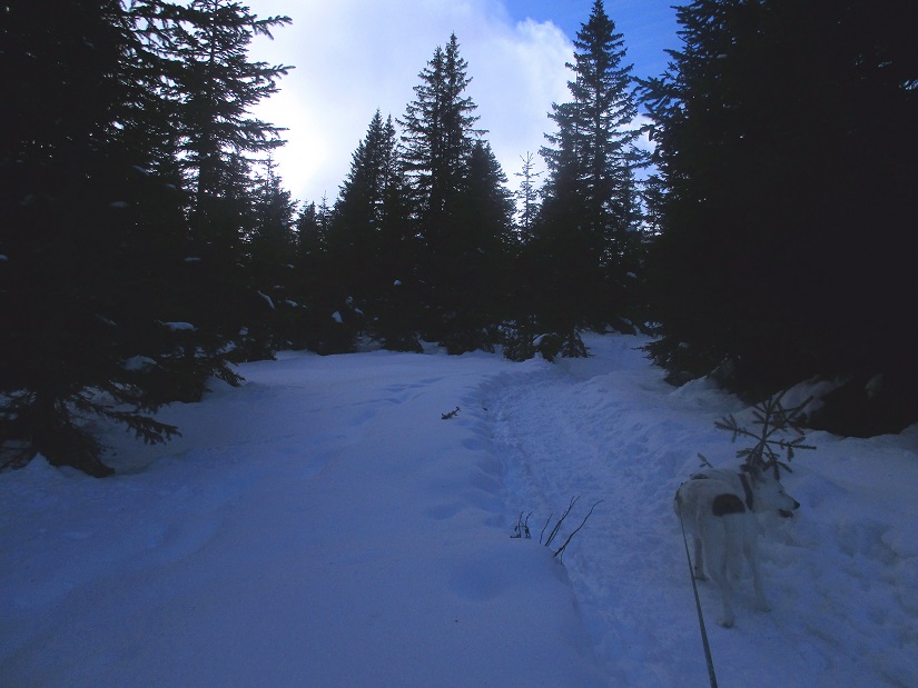 Foto: Andreas Koller / Schneeschuhtour / Hebalm - Klassiker Bärofen (1720m) / 19.02.2021 03:15:19