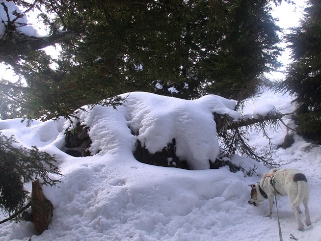 Foto: Andreas Koller / Schneeschuhtour / Hebalm - Klassiker Bärofen (1720m) / 19.02.2021 03:13:17