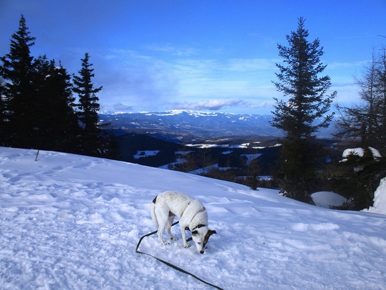 Foto: Andreas Koller / Schneeschuhtour / Hebalm - Klassiker Bärofen (1720m) / 19.02.2021 03:12:47