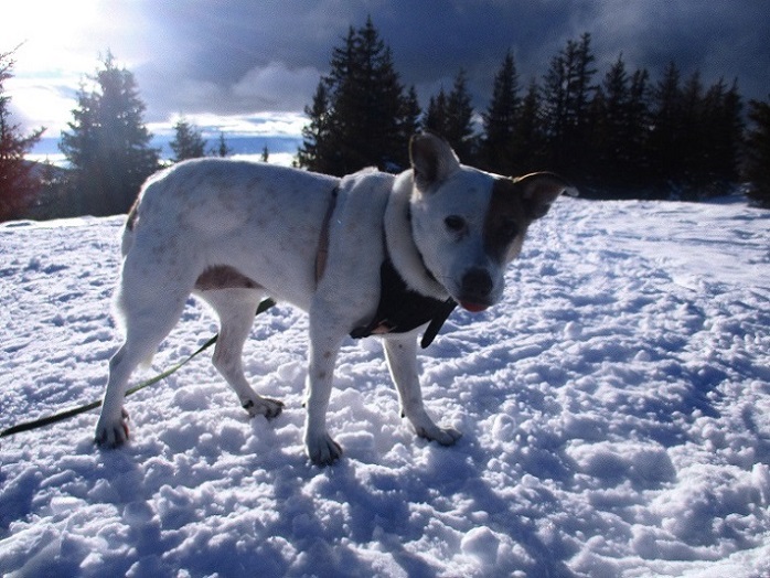 Foto: Andreas Koller / Schneeschuhtour / Hebalm - Klassiker Bärofen (1720m) / 19.02.2021 03:11:11