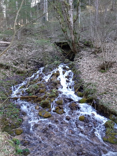 Foto: Wolfgang Dröthandl / Wandertour / Hohenberger Wasserfälle und Seebachquelle / Im Frühjahr am schönsten / 07.03.2021 00:04:36