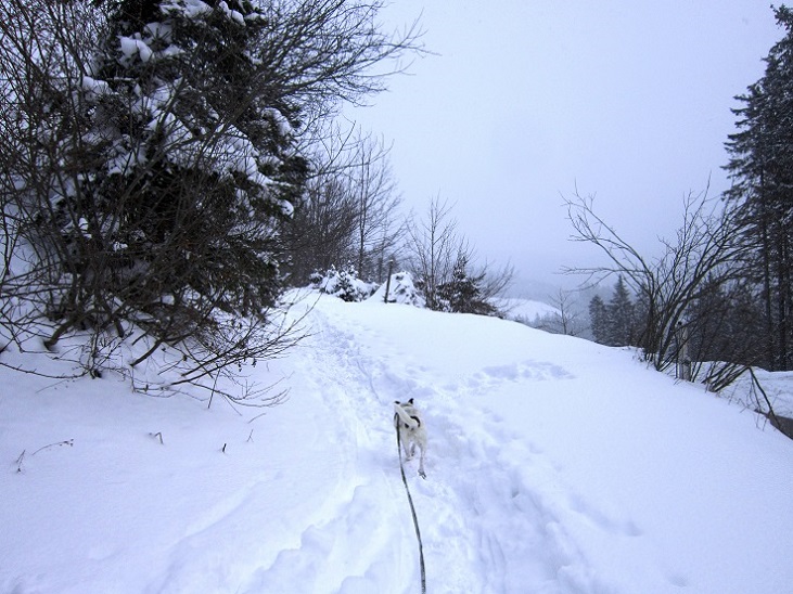 Foto: Andreas Koller / Schneeschuhtour / Schneeschuhwandern am Arabichl (1595m) / Tiefster Winter zu Frühlingsbeginn am 21.3. / 26.03.2021 21:46:12