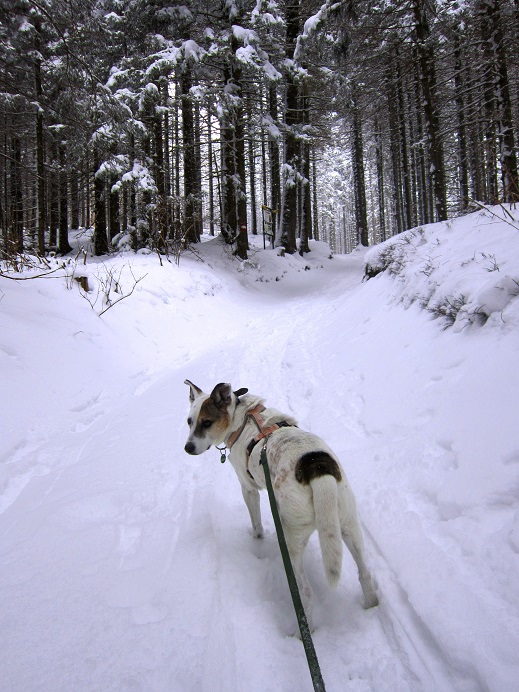 Foto: Andreas Koller / Schneeschuhtour / Schneeschuhwandern am Arabichl (1595m) / 26.03.2021 21:44:57
