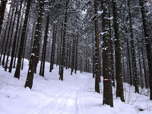 Foto: Andreas Koller / Schneeschuhtour / Schneeschuhwandern am Arabichl (1595m) / 26.03.2021 21:44:52