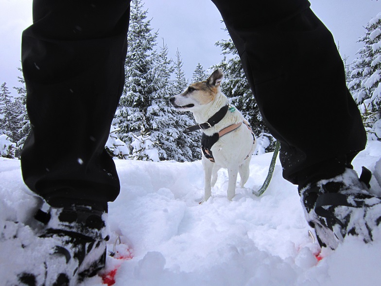 Foto: Andreas Koller / Schneeschuhtour / Schneeschuhwandern am Arabichl (1595m) / 26.03.2021 21:44:28